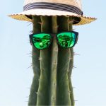 A pair of sunglasses and a hat on a cactus.