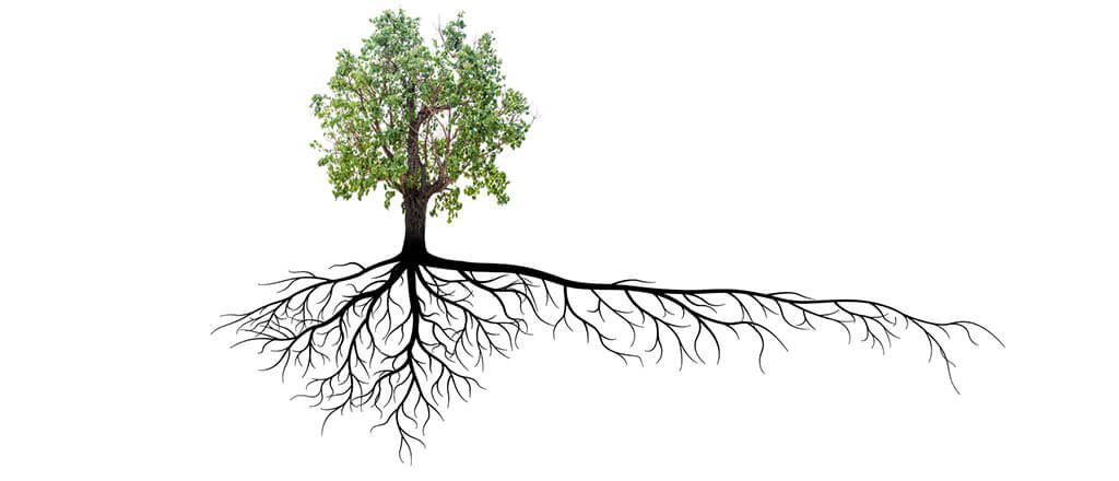 An illustration of a tree and it's root.